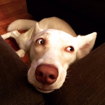 Grizzleen's profile picture. dog dog.