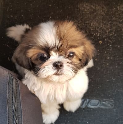 loveatpawsight's profile picture. Hi! I'm Summer and my daughter, Rain🐶. Want some cool item for your pet?  ⬇️⬇️⬇️Check our store here.