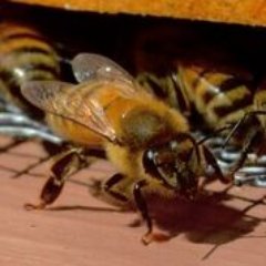 Greenieweenies's profile picture. Urban beekeepers.  Trying to help others live a healthier, happier life on the gulf coast of Florida.