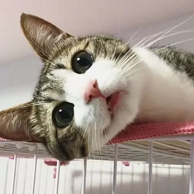 猫ちゃん画像集😺やっぱり猫が好き💕💕