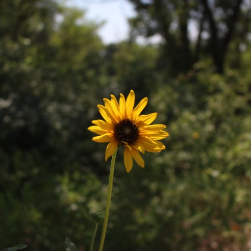 SavannahJ4's profile picture. be kind 🌻