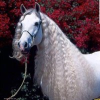 محمد القحطاني (@mohammedq09) 's Twitter Profile