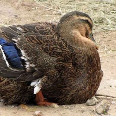 Graugans1's profile picture. Günter mach das Fenster zu das Konfetti weht raus