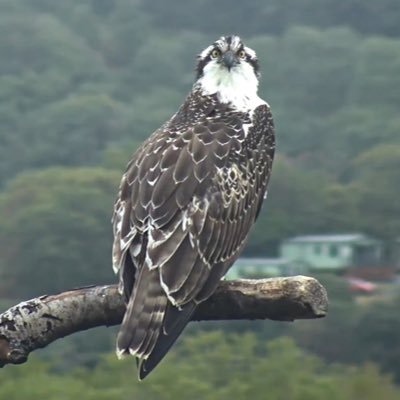 Former primary school TA. Love wildlife, gardening for nature, ancient stones, mooching around in our old motorhome, everything weird and wonderful