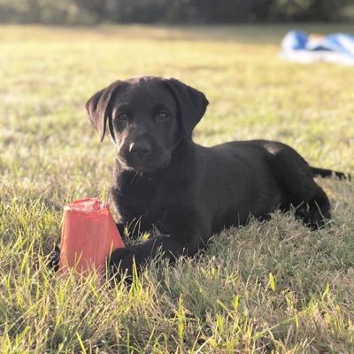 Black Labrador 🐾 Living in Yorkshire