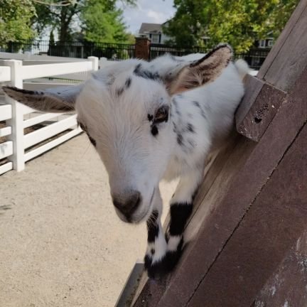 LlamaRed_Pyjama's profile picture. 