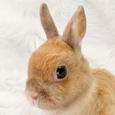 いしざきさんのプロフィール画像