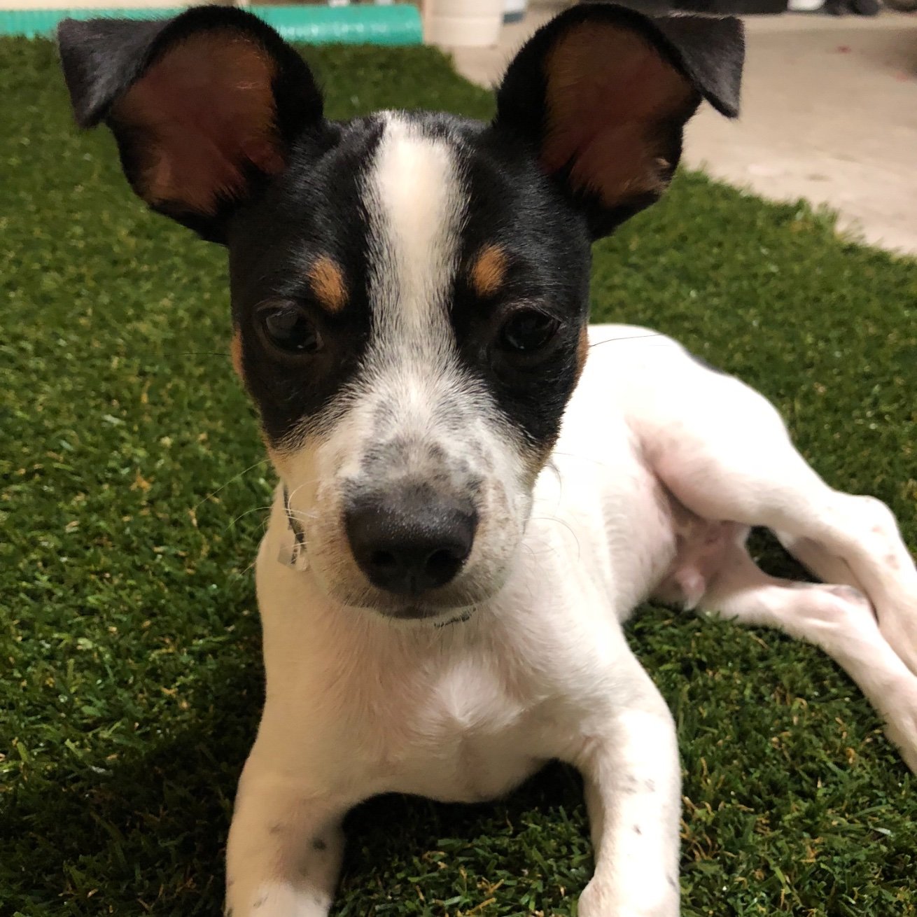 Former shelter dog, now in a loving home. I live with a great family and can’t wait to share my adventures with you!
Instagram: @vinnie_the_puppy