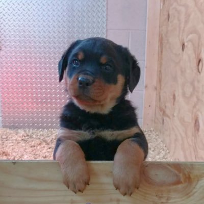 eastmanorarab's profile picture. 