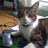 karoricat's profile image