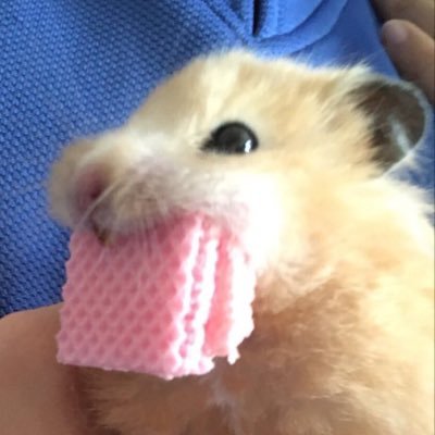 hamster angry