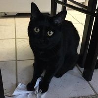 Rheum Cat (@rheum_cat) 's Twitter Profile