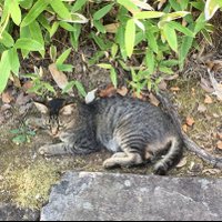 ねこ (@neko_name_neko_) Twitter profile photo