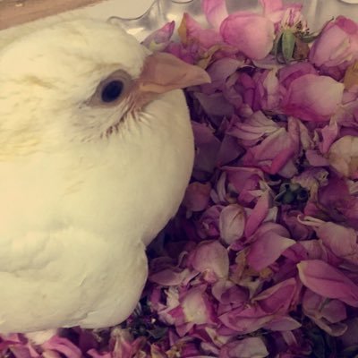 أمنياتي كثيره آولها وآخرها اللهم لاتريني في أهلي وأحبتي مكروه♡ ﮼وأفوض﮼أمرى﮼الى﮼الله﮼إن﮼الله﮼بصير﮼بالعباد