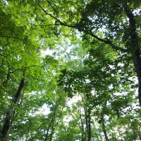 藍🌱 (@kuraanago) 's Twitter Profile