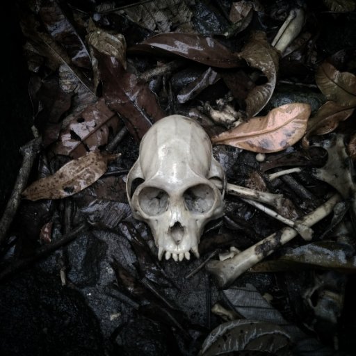 pogrss's profile picture. 