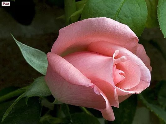 freshfrombefore's profile picture. 