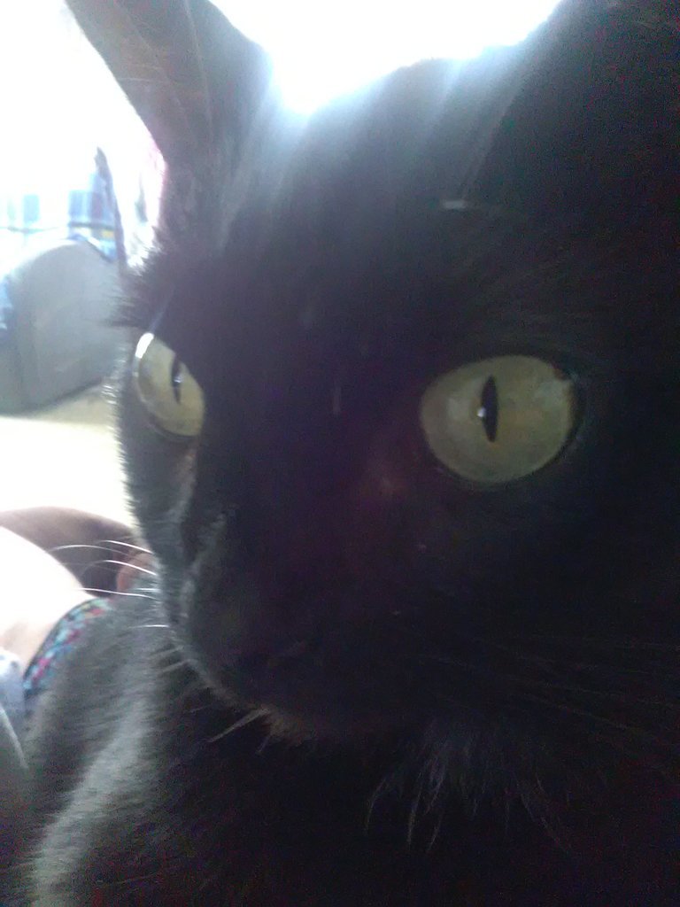 meanbobbymcgee's profile picture. Unapologetically American. Live free or die.