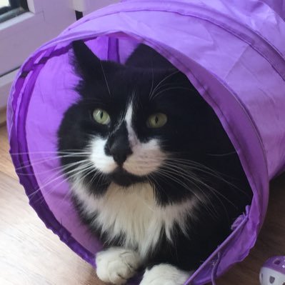 I am an adventurous cat who wanders far away from my family, often to the local Pets@Home shop, where I can often be found amongst the cat beds.