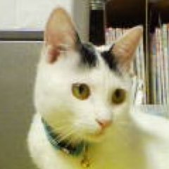 funkasticteach's profile picture. 公立中学教諭。大学院卒業して寂しい🥲働き方改革推進。重箱の隅をつつく人、同業者口撃する人好きじゃない。専任司書教諭経験有。大学院での学びと現実、現場との乖離にため息の毎日。