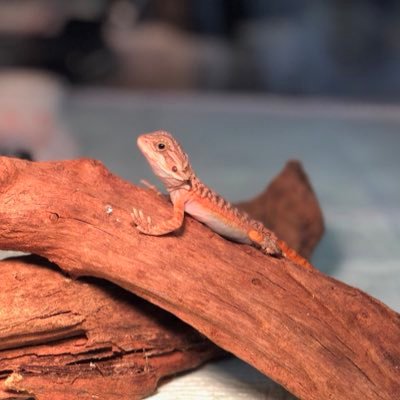 Chami いま フタホシとイエコを飼育してるんですがコオロギフードの消費がとても速いからおすすめのコオロギ餌あったらどなたか教えていただきたいです 生き餌 イエコ フタホシ Chami いま フタホシとイエコを飼育してるんですがコオロギフードの消費がとても速いからおすすめのコオロギ餌あったらどなたか教えていただきたいです 生き餌 イエコ フタホシ
