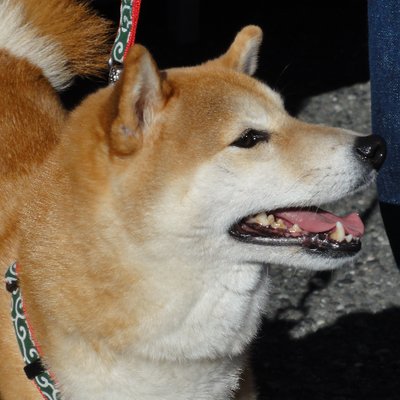 柴田犬 Shibagination Twitter
