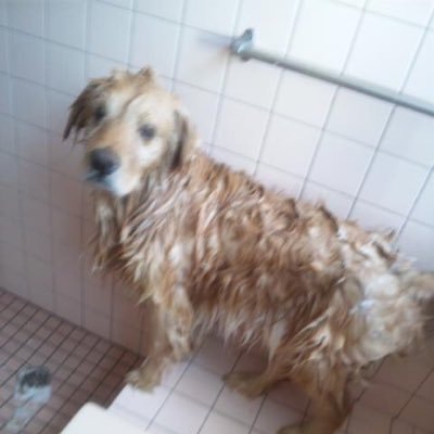 LOGTeed's profile picture. サモエドの写真収集家