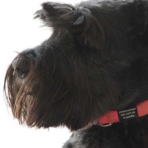 3blackstandards's profile picture. Now 2 very bad standard schnauzers. 
Girls rule. Reo, 12 and Asch brat 4. 
We still miss Ziggy very very much