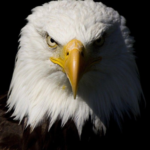 Hakan_Bastan's profile picture. 