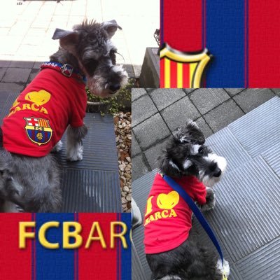 ⚽️Barca Xavi 🐶schnauzer チャビ2011.3.15-2018.1.15🌈 🐶バル 2017.11.10♂ ⚾️TK.G18 .19.24.56［Bs66 D11 M59 L32 🎾 Ｎ.Kei Rafa.N Thiem🎵Oasis