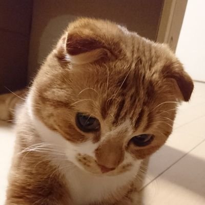 スコティッシュフォールドの7歳の男の子🌟誕生日は2017年7月15日で名前はチャロ🐱毎日のびのびリラックス❣️ノルウェージャンとマンチカンの弟も登場するよ! モネちゃん天使になりました👼 #スコティッシュフォールド #ノルウェージャンフォレストキャット #マンチカン #猫 #黒猫 なりすましでの無断転載🙅♀️