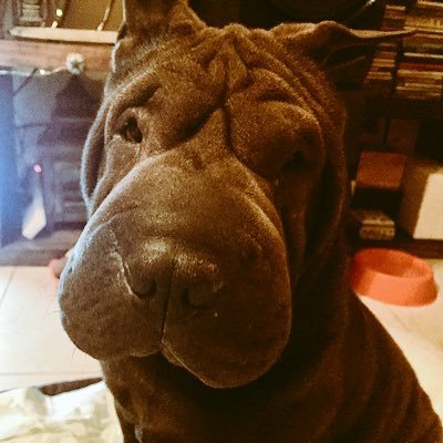 FelazJime's profile picture. ❤❤🐕🐕🐶🐶
