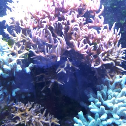 vanreckeminge's profile picture. Housewife with a passion for cooking/wife, mother and grandmother/free spirit with a passion for justice and respect.