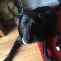 susan witton (@wittonsusan) 's Twitter Profile