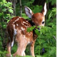 Bluebery (@roseberry222) Twitter profile photo