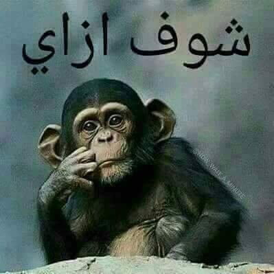 tMiTj9D4C6qJ9Fn's profile picture. ‏اكرة الضغوط