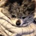 Companion Pet Foods (@companionpetfds) Twitter profile photo Companion Pet Foods (@companionpetfds) Twitter profile photo