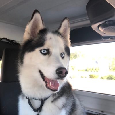 Hiking with dogs. blogging about giving dogs the life they deserve #hikingwithdogs #hiking #whitemountians #huskies