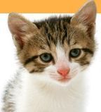 熟練の家具職人が作ったキャットタワーを売っております。愛猫お気に入りの猫玩具です。ぜひ、ホームページにもご訪問下さい。フォロー150％返し致します！