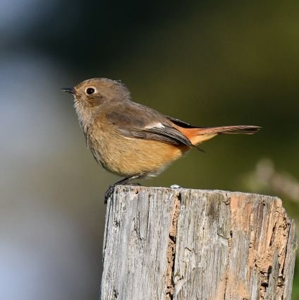 野鳥観察と撮影が趣味 1975生まれ♂
2016-12鳥見始め　LL236
誤りはご指摘頂けるとありがたいです
D7500(2017/10)
500mmf5.6E(2020/6/18)
手持ち
ﾊﾟｰﾄﾅｰ飼いｾｷｾｲ1､ﾜｷｺｶﾞﾈｳﾛｺｲﾝｺ1と同居
無言f失礼します
シギチ、カモの幼成識別に挑戦中
海鳥も好き