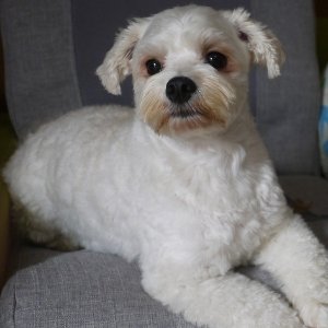 takizawaukin's profile picture. 2011年6月12日開設。当X（旧・Twitter)では鉄道（特にＪＲ宇都宮線）が大好きな栃木県那須塩原市民の瀧澤卯琴が、気になるニュース、現在思っている事や近況、しょうも無い事（ごじゃっぺ）等々、呟いていきます。