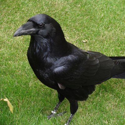 J19Cca's profile picture. CCA 19