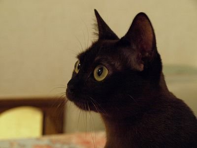 保護猫ちゃんを４匹飼ってます(*^-^*)
新しく家族が増えました(≧▽≦)
今は、ミヌエット・サイベリアン・スコティッシュで
7匹です(*´ω｀*)