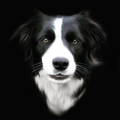 Creating images you can treasure of your furry best friends. 🐕📷