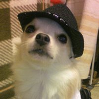 犬ちゃん (@inu_chan_) 's Twitter Profile