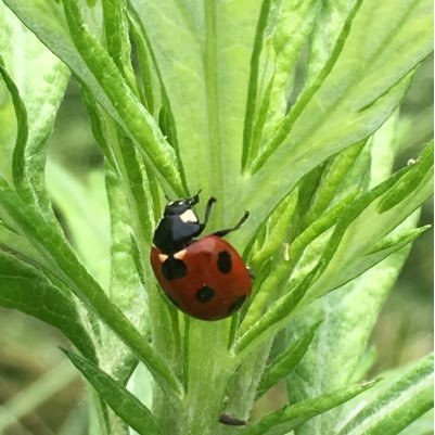 好物は自然、生き物、旅など。編プロで学習図鑑や子ども向け科学雑誌→出版社で書籍編集等に従事。書評サイトHONZ レビュアー。企画編集本『クマムシ⁈ 小さな怪物』『ハダカデバネズミ』『カイメン すてきなスカスカ』『めんそーれ!化学』『世界の神話』『巨大おけを絶やすな!』『新種発見物語』『平安のステキな!女性作家たち』等。