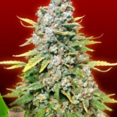 Autoflowering cannabis plants start flowering on their own within 2-4 weeks of germination. Classic varieties, both Indica and Sativa dominant.