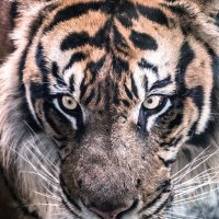 ごーのとら 🐯 (@go_no_to_ra) 's Twitter Profile