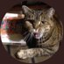 Geri Hitchcock (retired) (@GeriPubCat) Twitter profile photo