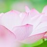 aiaiai73363548's profile picture. 専門職。隙間時間に編み物で日々サバイバル。編み物、その他諸々雑多な独り言多め。RTも多め。今は棒針ブーム中。好きなものは、毛糸、本、仏像、写真、ひたすら続くメリヤス砂漠。
素敵なツイートをお見かけしたら、無言フォローお許し下さい。編み物は万年初心者です。
#ハンドメイド好き　 #編み物好きさんと繋がりたい